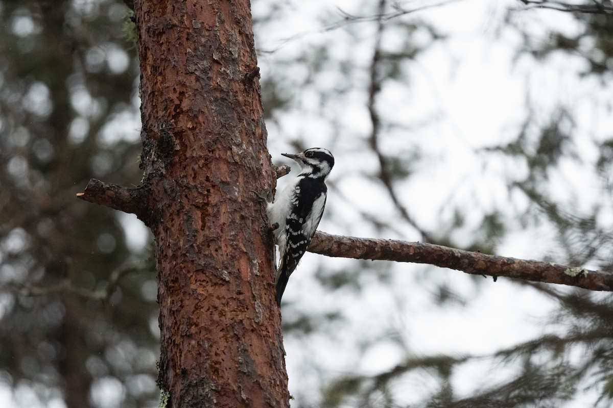 Hairy Woodpecker (Eastern) - ML628111683