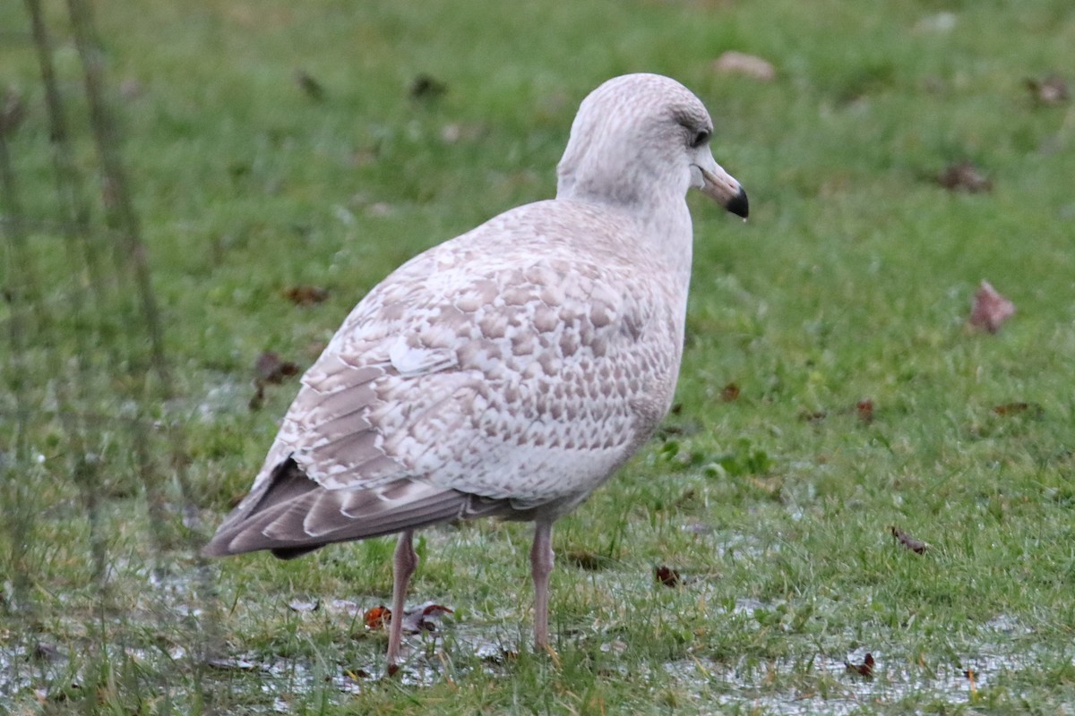 American Herring x Glaucous Gull (hybrid) - ML628111684