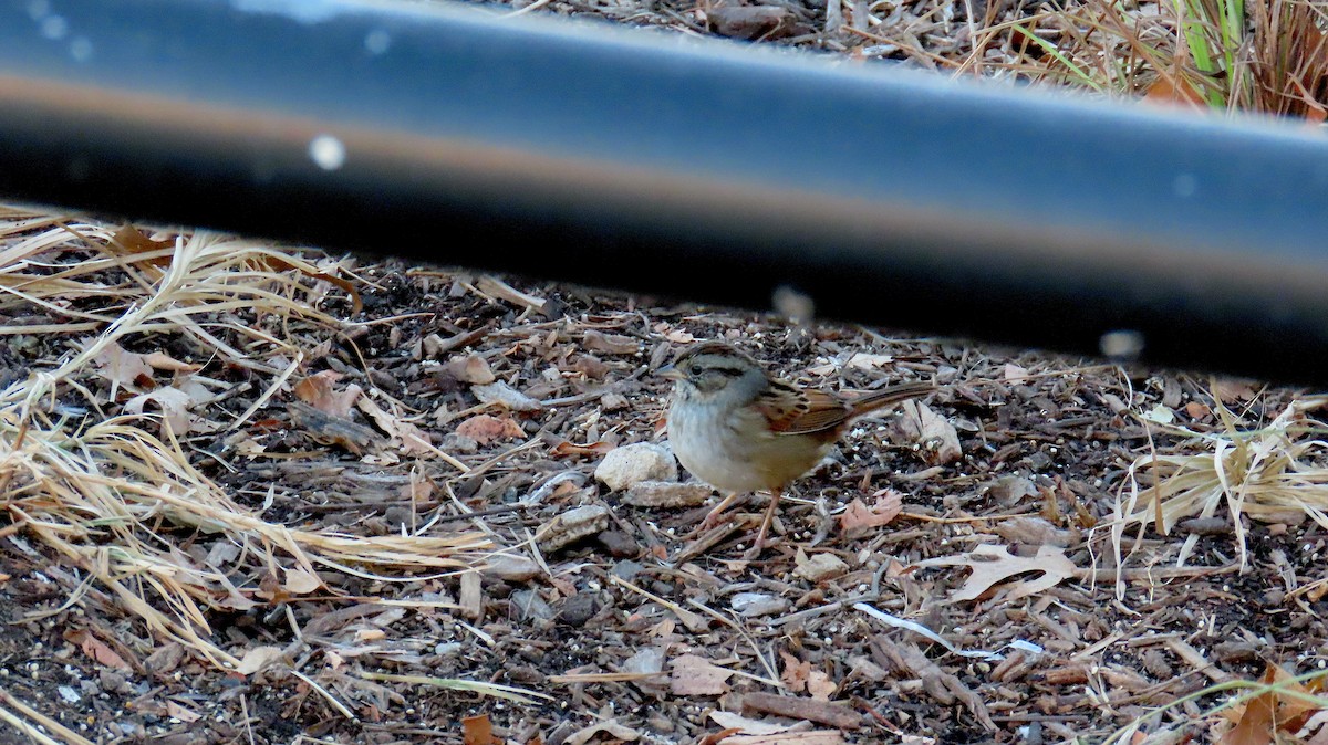 Swamp Sparrow - ML628111688