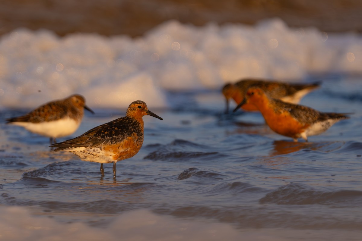 Red Knot - ML628111690