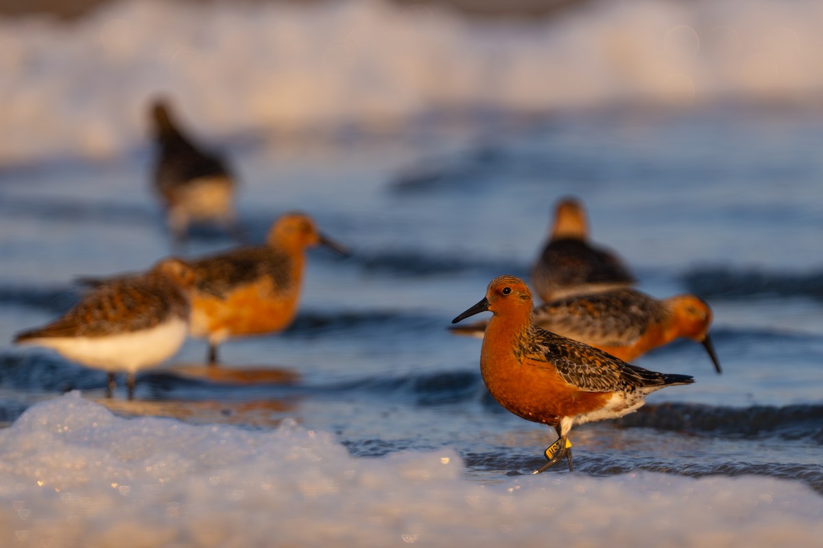 Red Knot - ML628111691