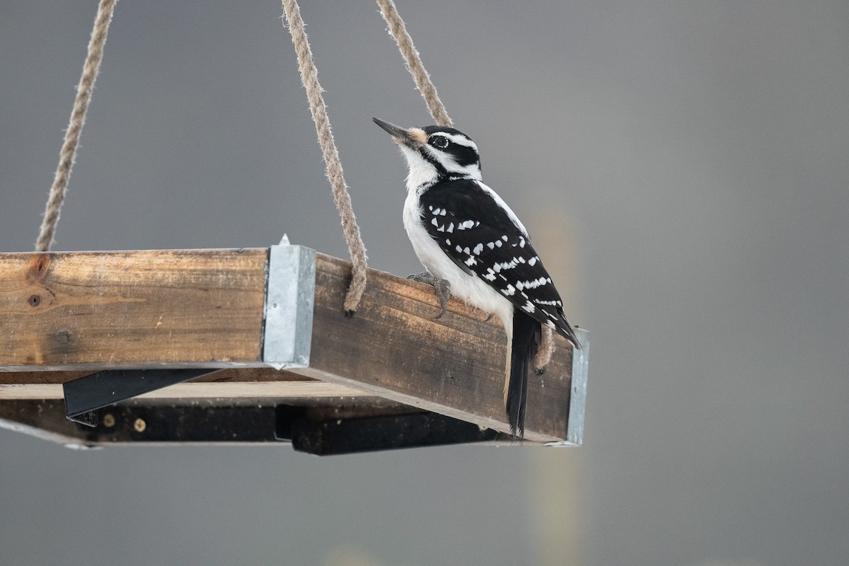 Hairy Woodpecker (Eastern) - ML628111692