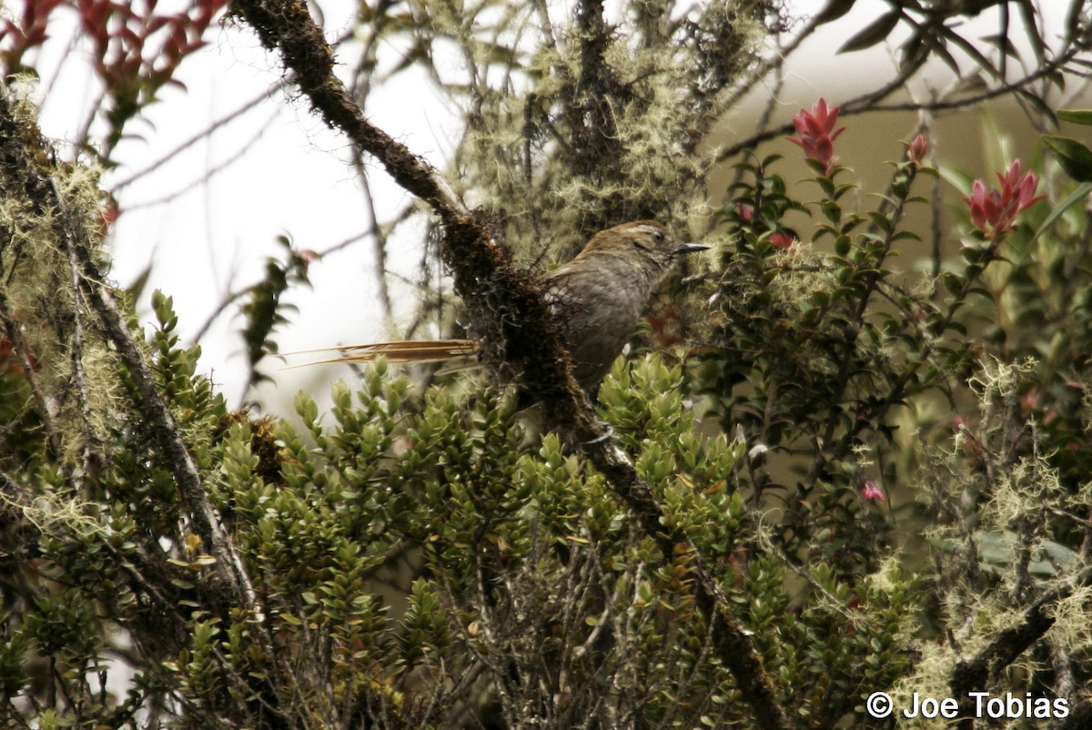 Puna Thistletail - Joseph Tobias