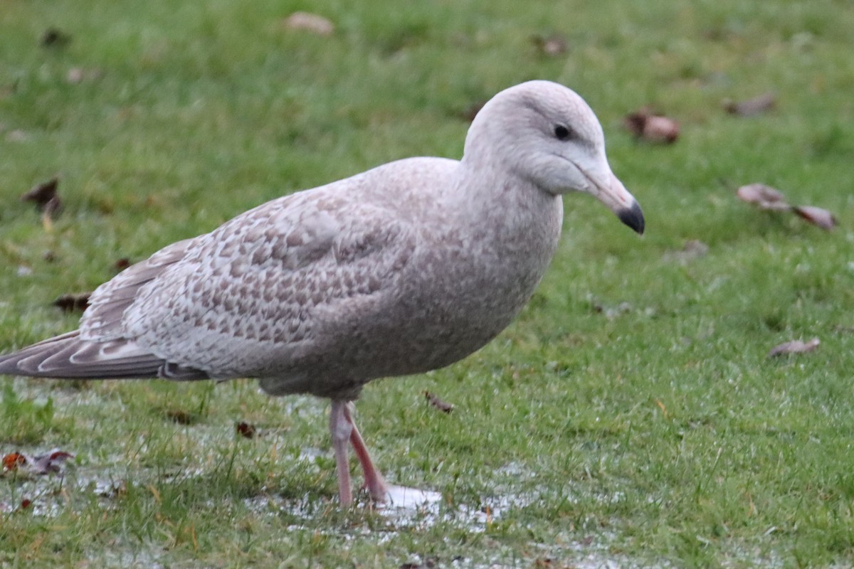 American Herring x Glaucous Gull (hybrid) - ML628111700