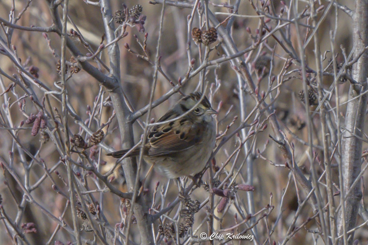 Swamp Sparrow - ML628111748