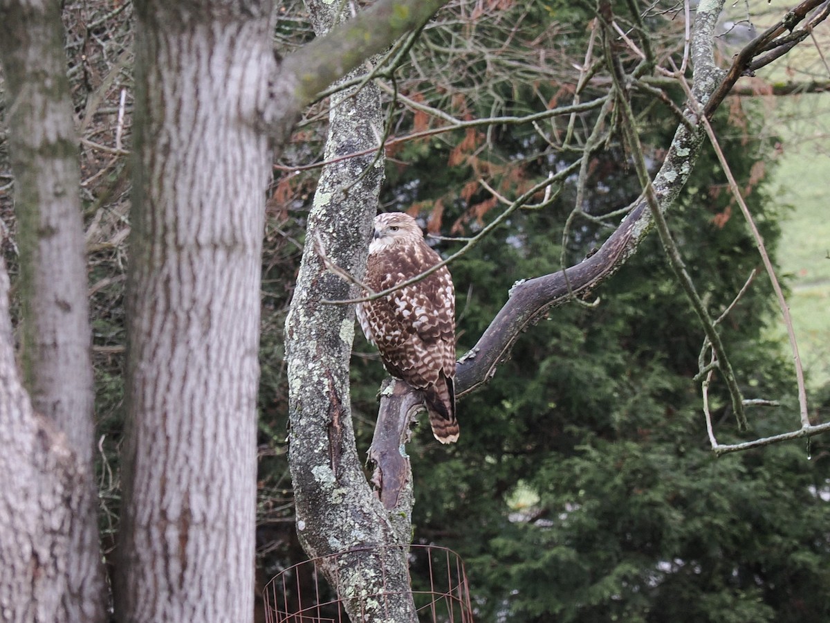 Red-tailed Hawk - ML628111752