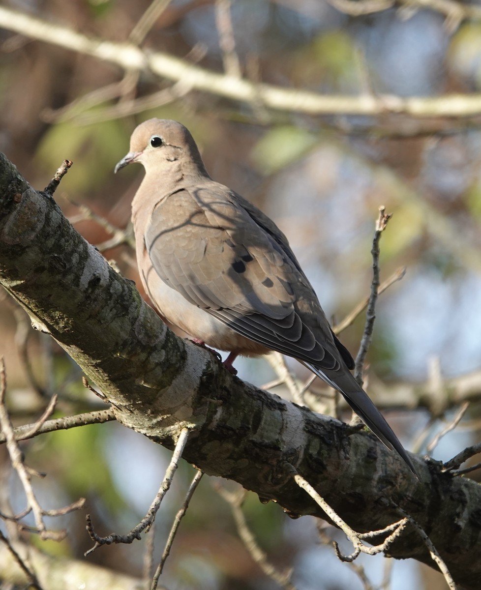 Mourning Dove - ML628111773