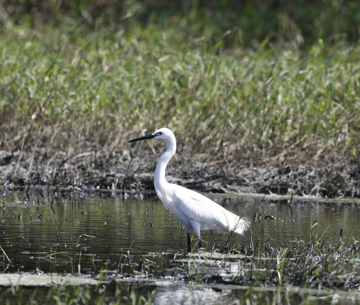 Little Egret (Australasian) - ML628111854