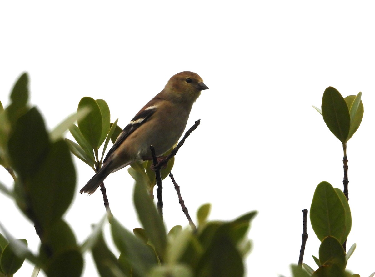 American Goldfinch - ML628111967