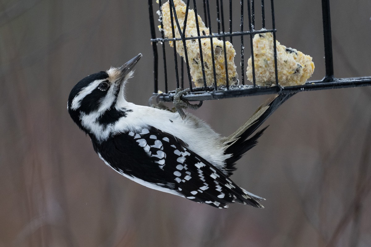 Hairy Woodpecker (Eastern) - ML628111988