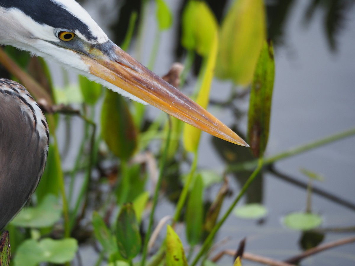 Great Blue Heron (Great Blue) - ML628112019
