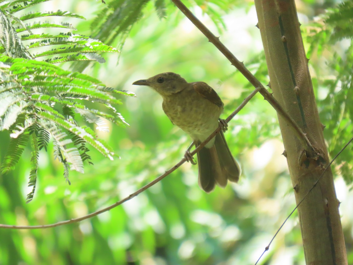 Pale-breasted Thrush - ML628112035