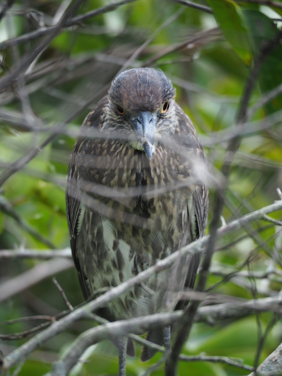 Yellow-crowned Night Heron (Yellow-crowned) - ML628112109