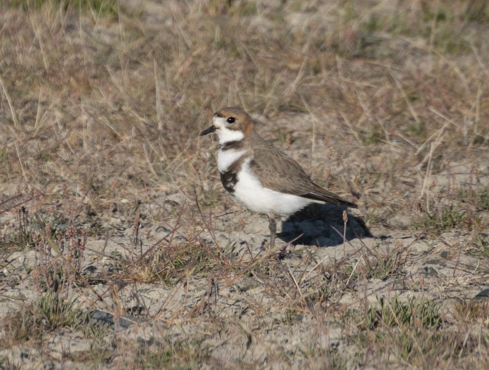 Two-banded Plover - ML628112163