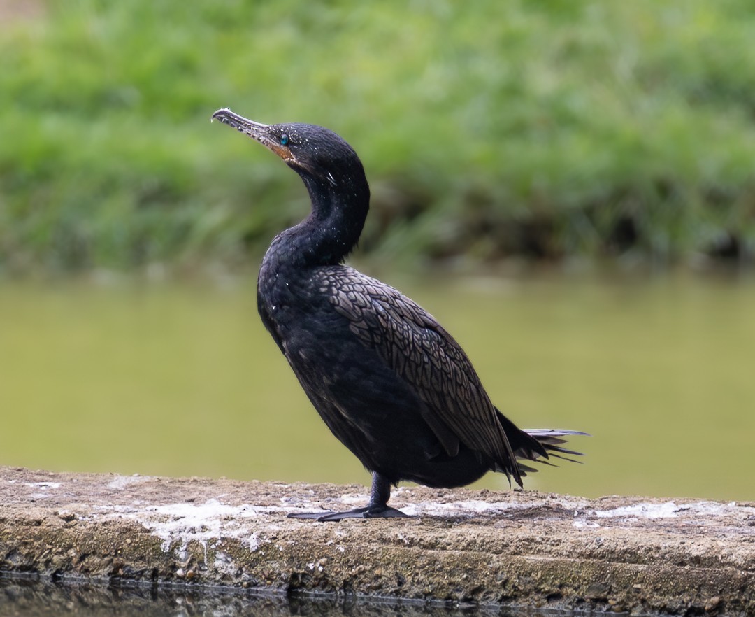 Neotropic Cormorant - ML628112169