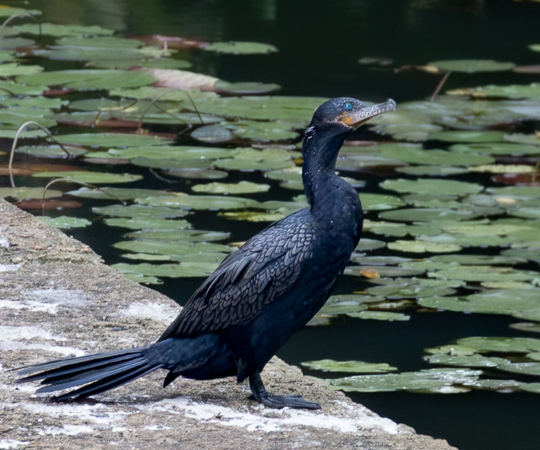 Neotropic Cormorant - ML628112170