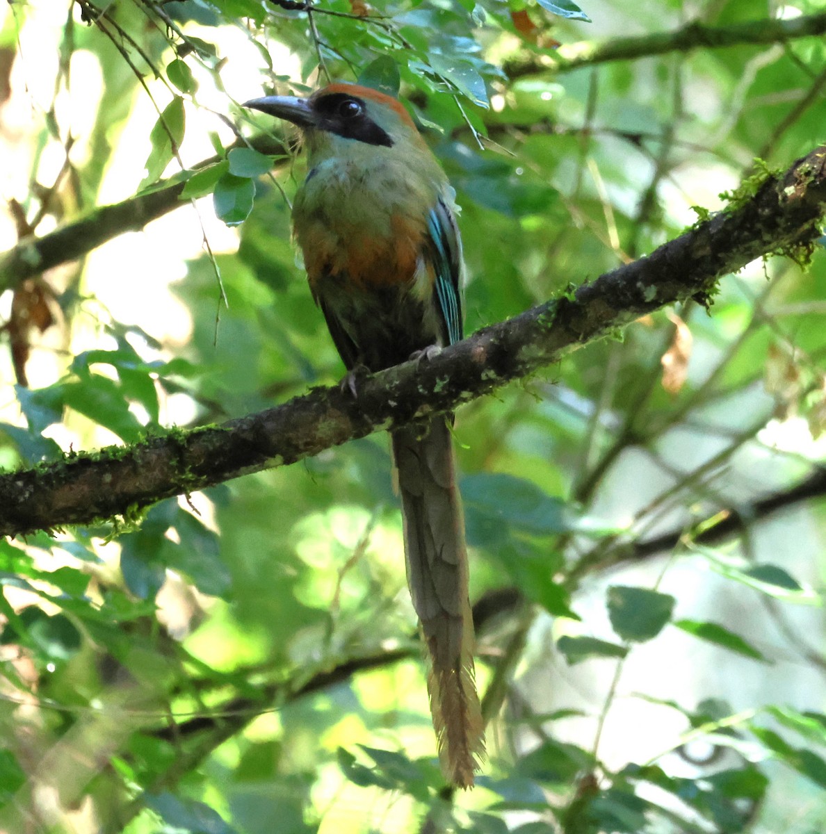 Rufous-capped Motmot - ML628112173