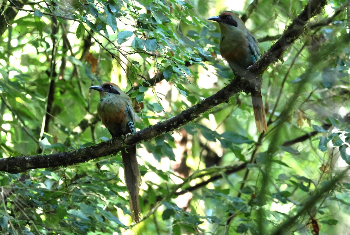 Rufous-capped Motmot - ML628112175