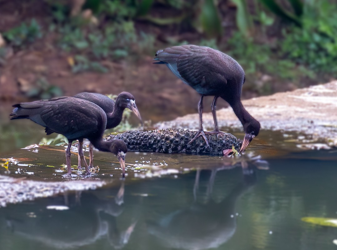 Bare-faced Ibis - ML628112179