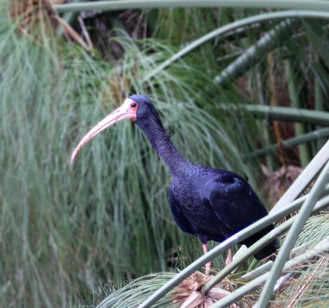 Bare-faced Ibis - ML628112180