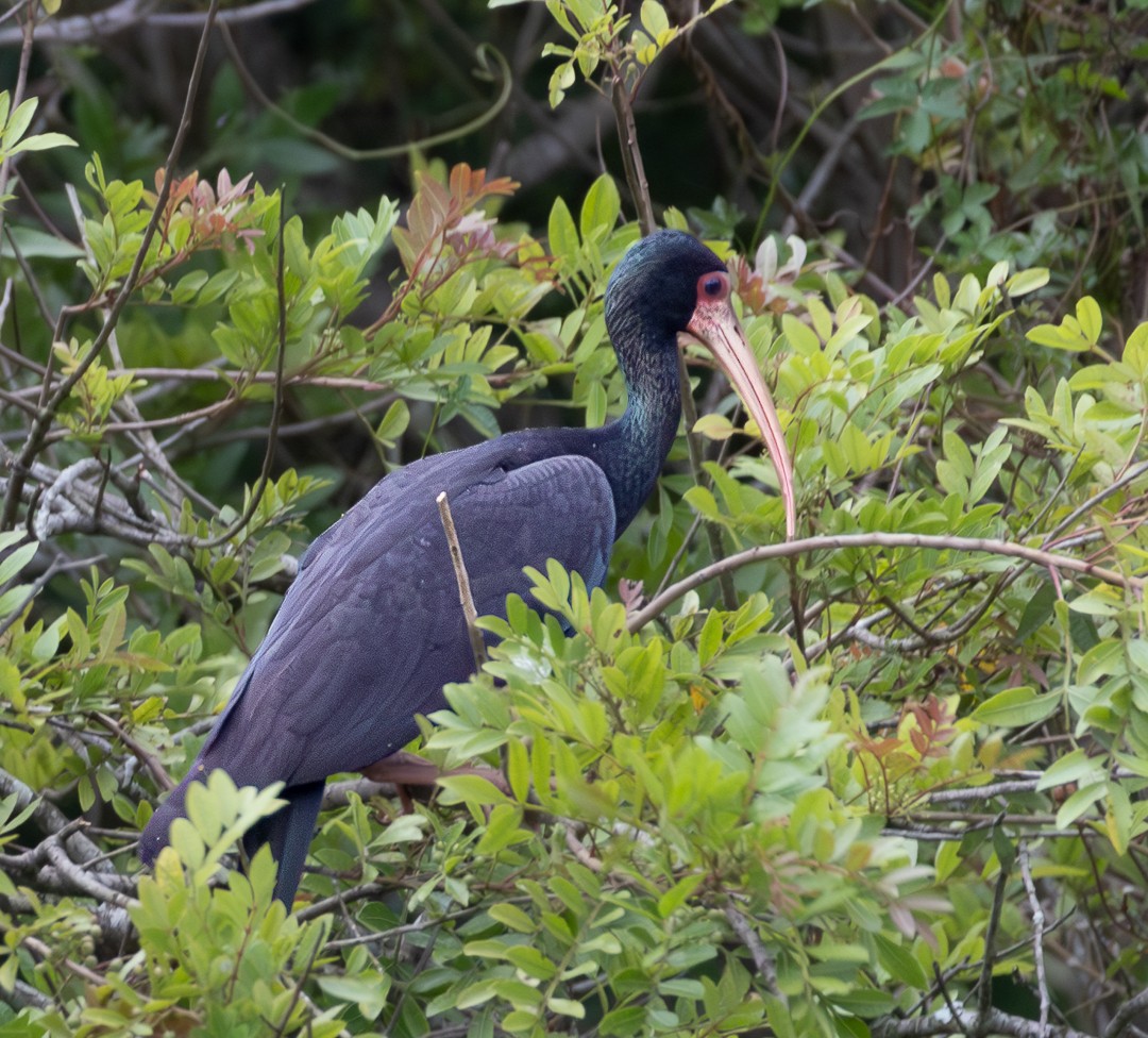 Bare-faced Ibis - ML628112181