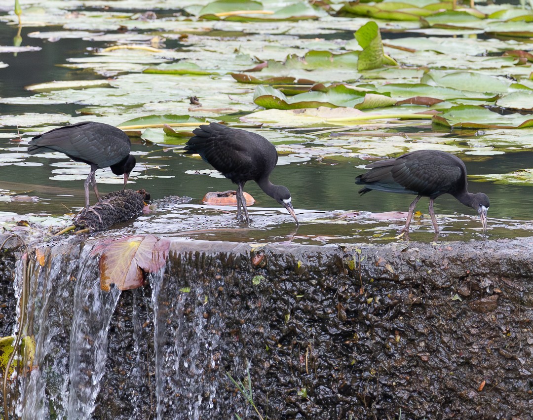 Bare-faced Ibis - ML628112182