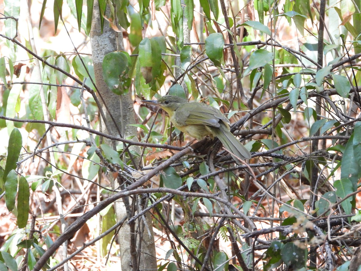 Long-billed Bernieria - ML628112184