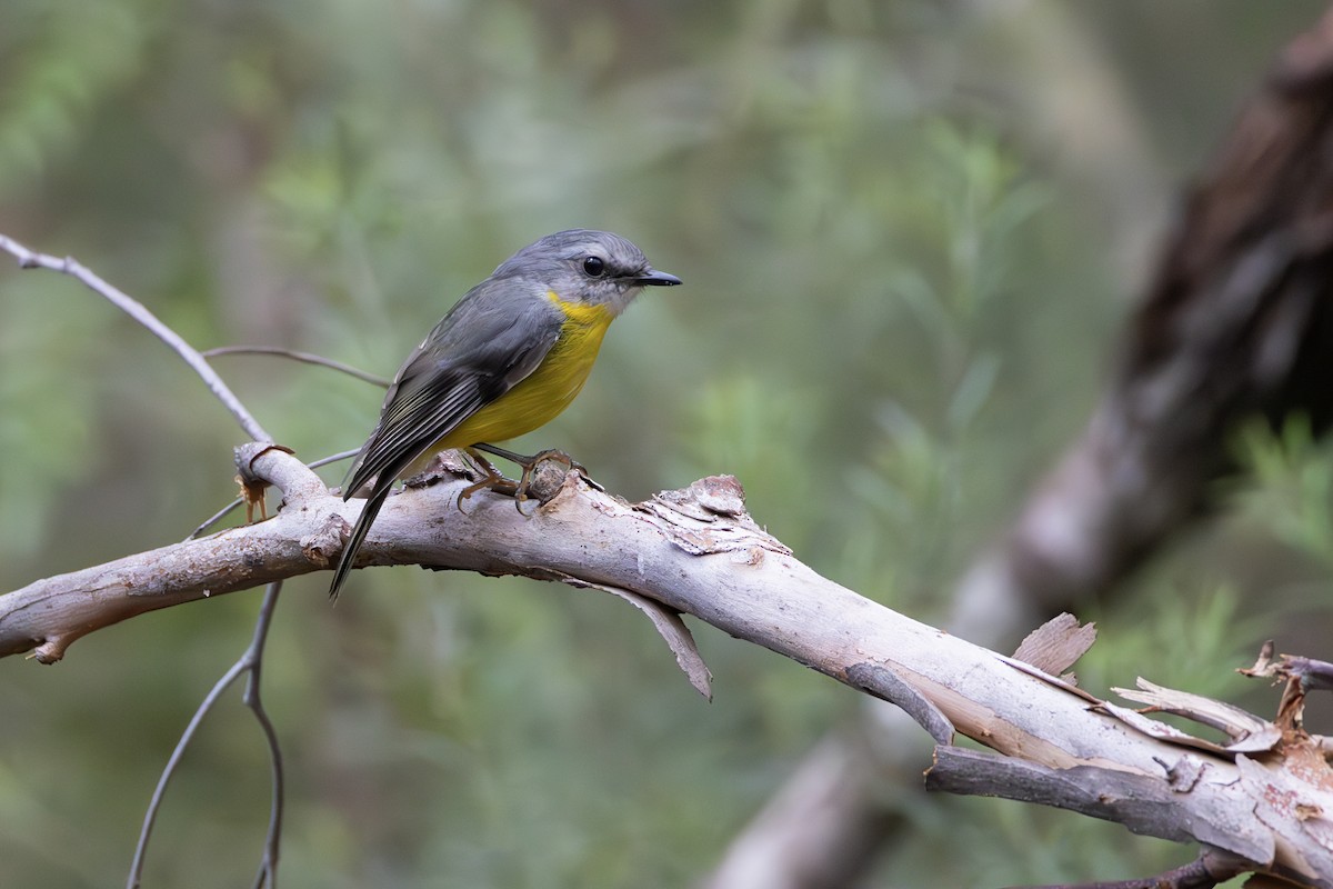 Eastern Yellow Robin - ML628112185