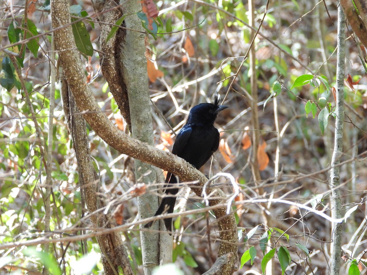 Crested Drongo - ML628112188