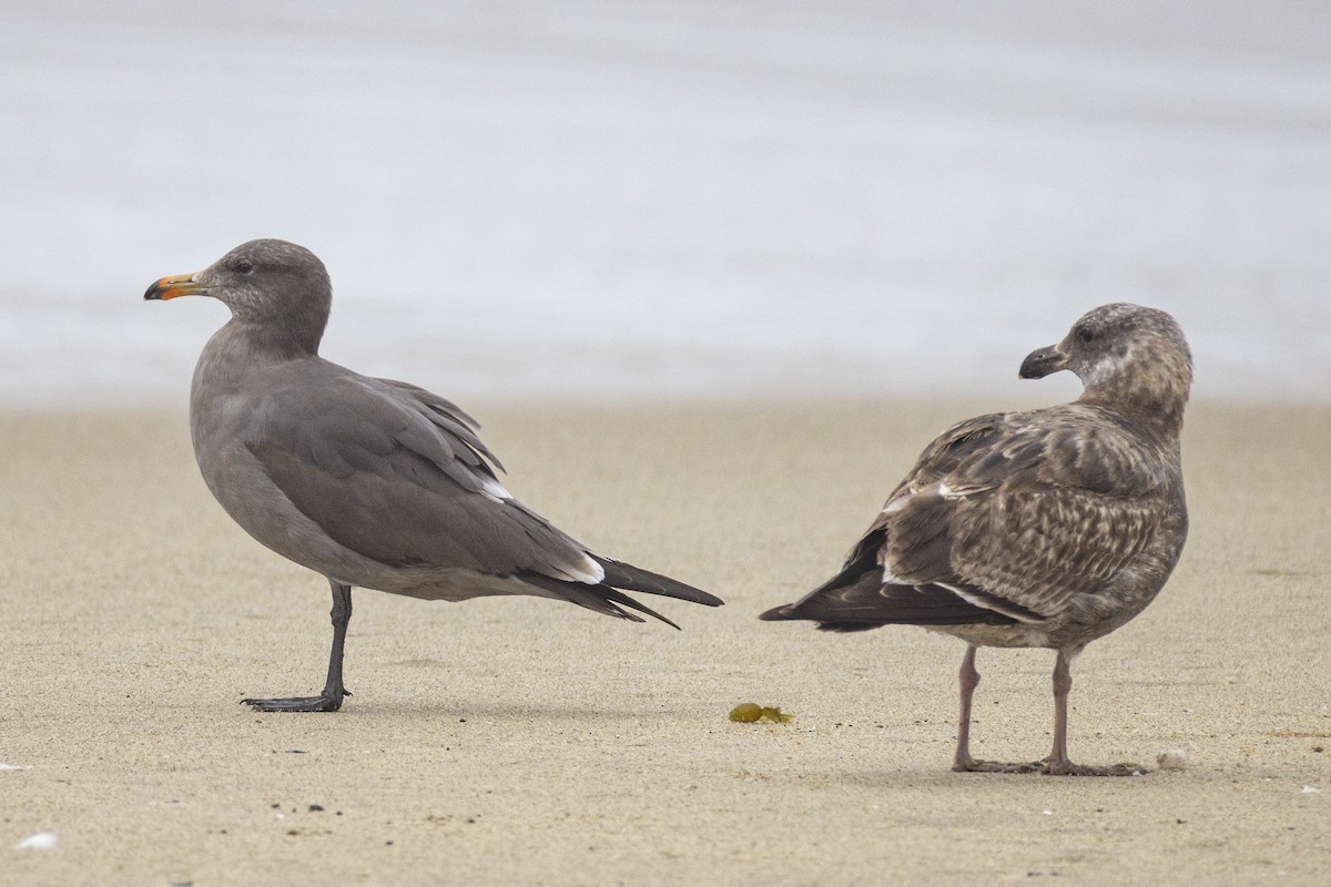 Heermann's Gull - ML628112191