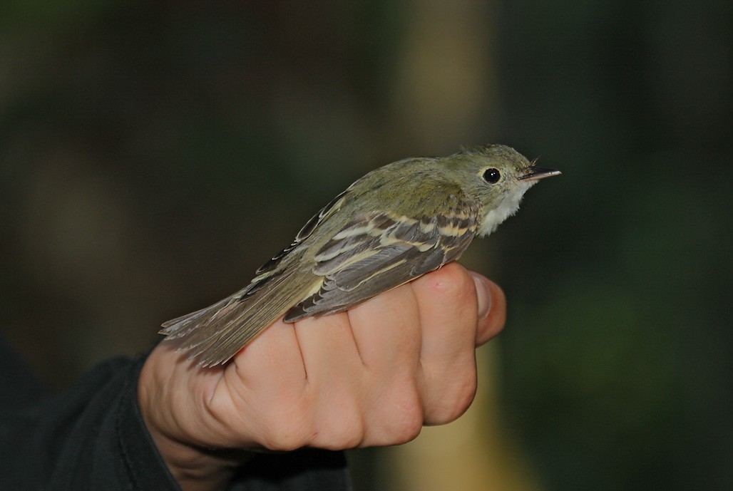 Acadian Flycatcher - ML628112193