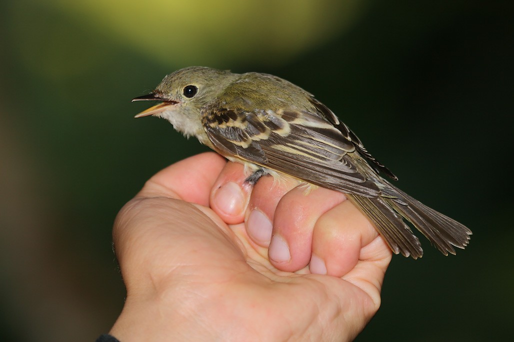 Acadian Flycatcher - ML628112194
