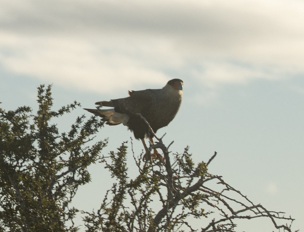 Crested Caracara - ML628112196