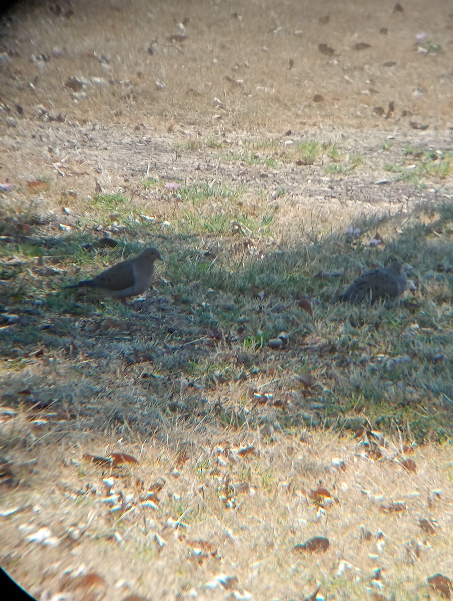 Mourning Dove - ML628112239