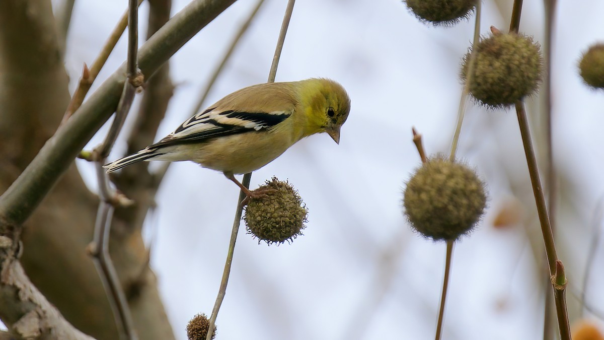 American Goldfinch - ML628112294