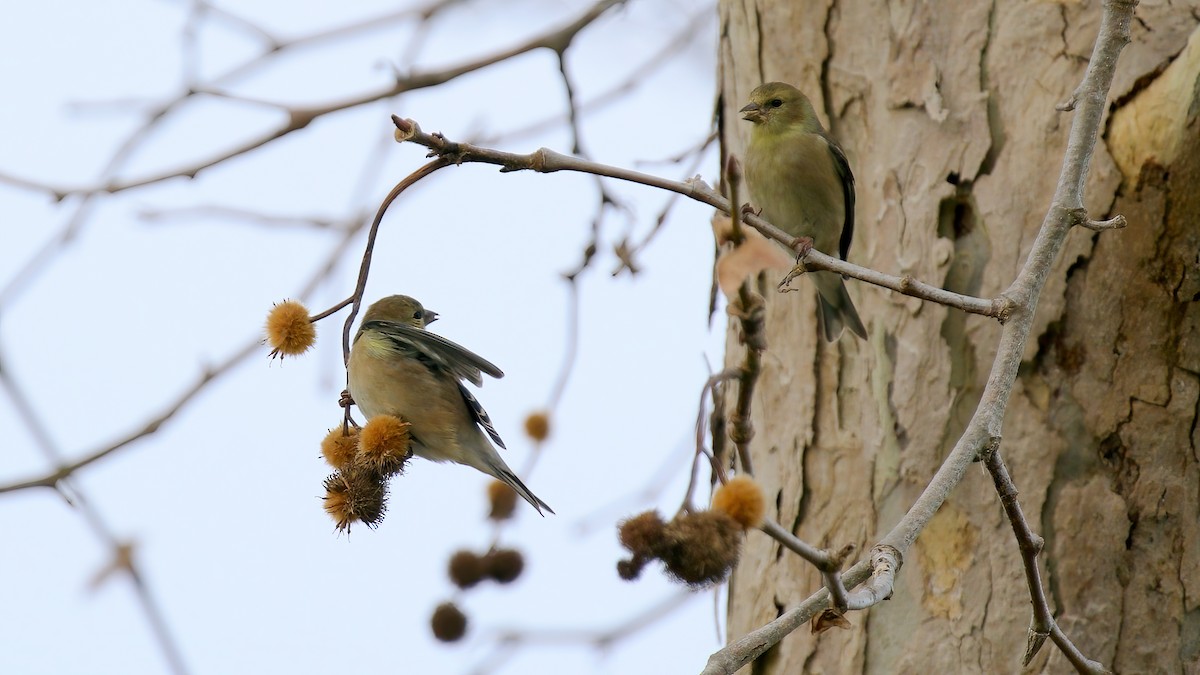 American Goldfinch - ML628112295