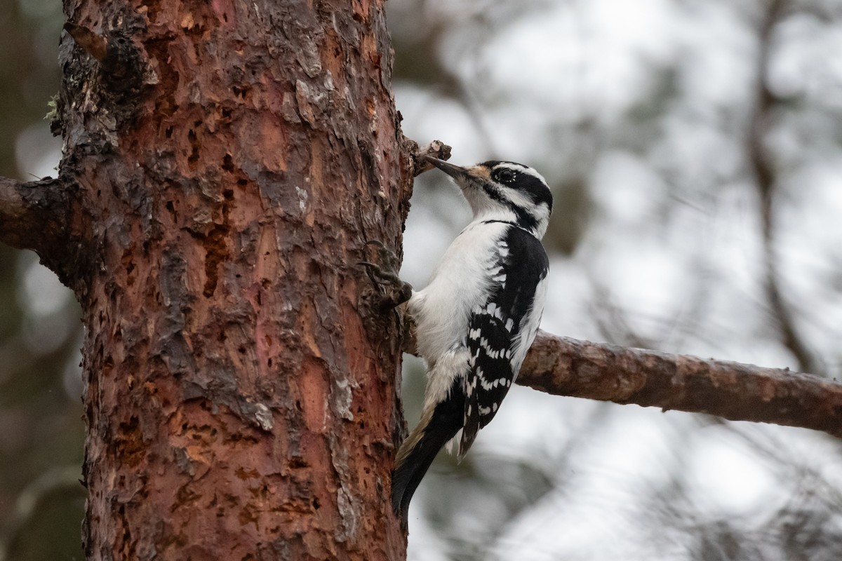 Hairy Woodpecker (Eastern) - ML628112428