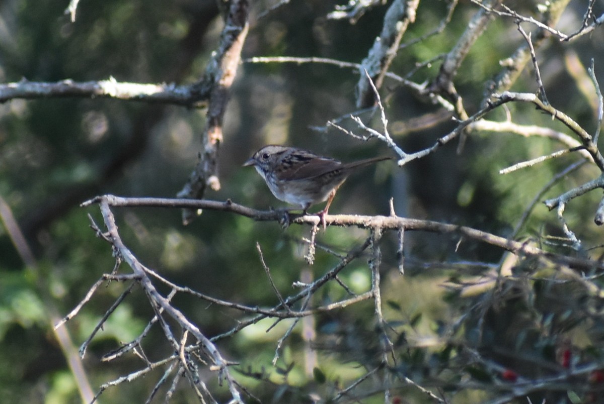 Swamp Sparrow - ML628112483