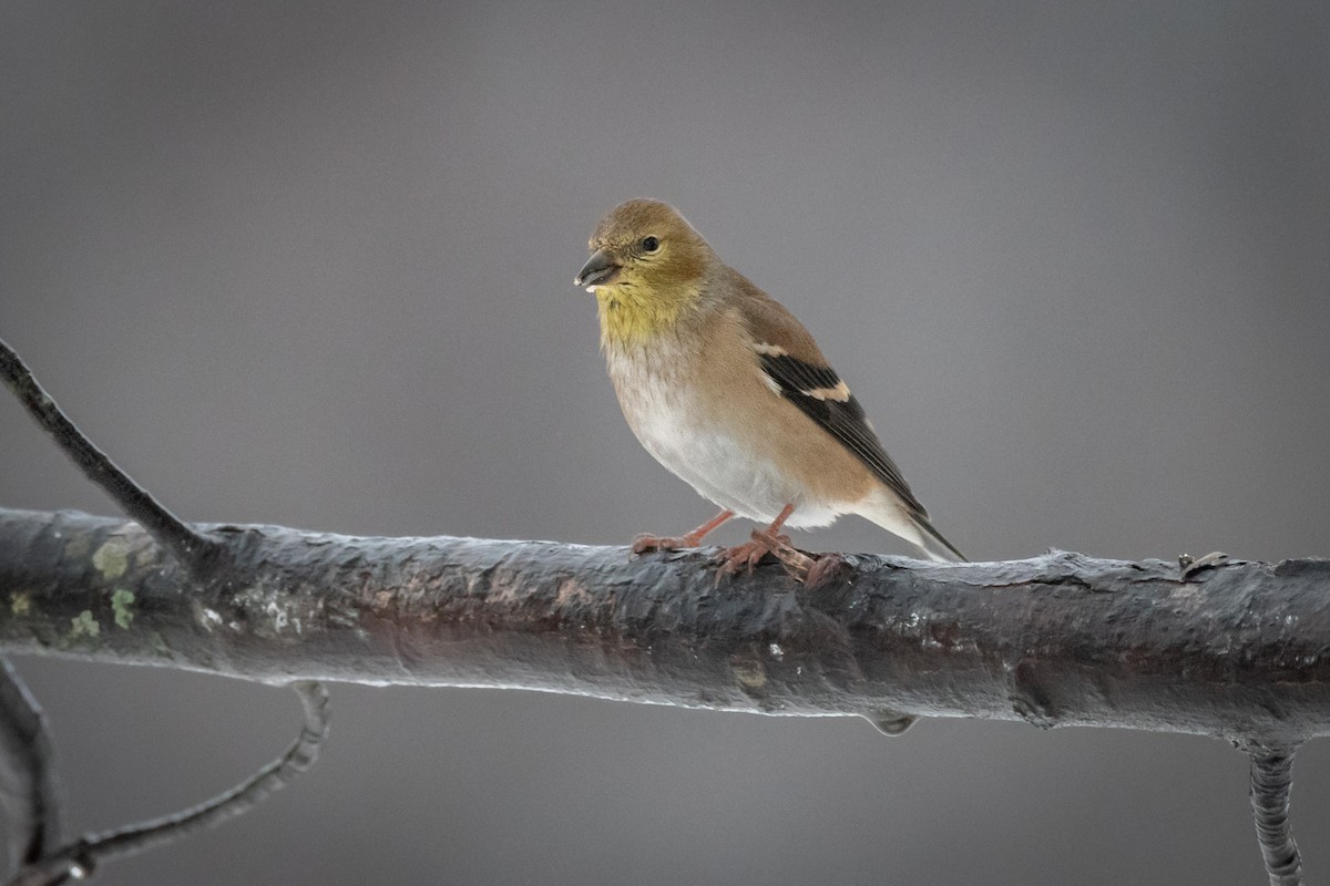 American Goldfinch - ML628112494