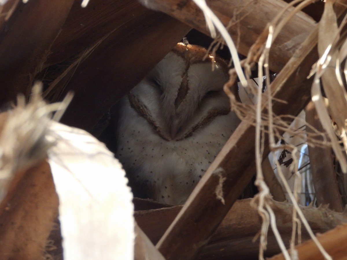 American Barn Owl - ML628112579