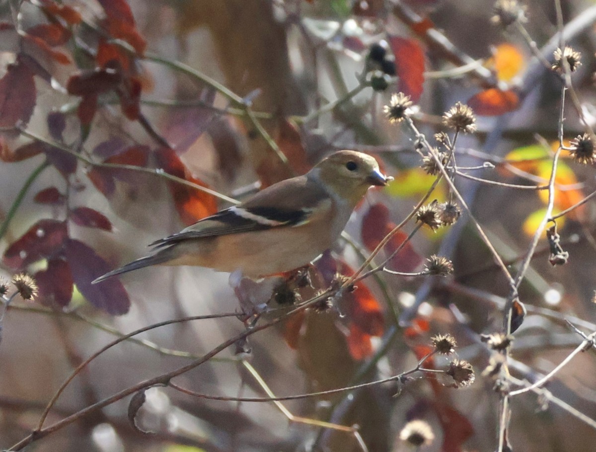 American Goldfinch - ML628112643