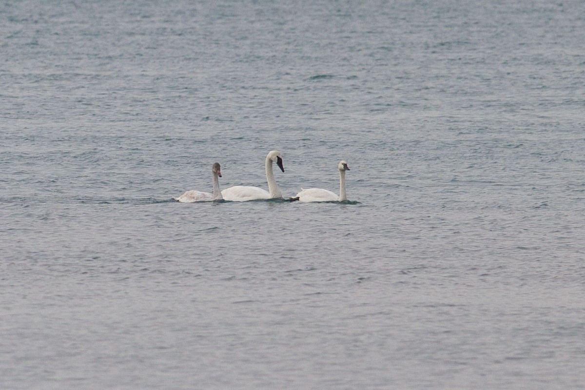 Trumpeter/Tundra Swan - ML628112678