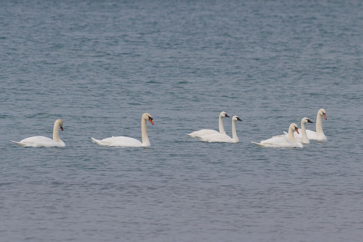 Tundra Swan - ML628112688