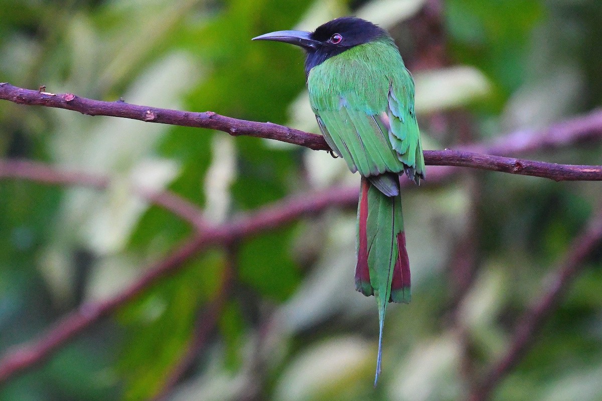 Black-headed Bee-eater - ML628112713