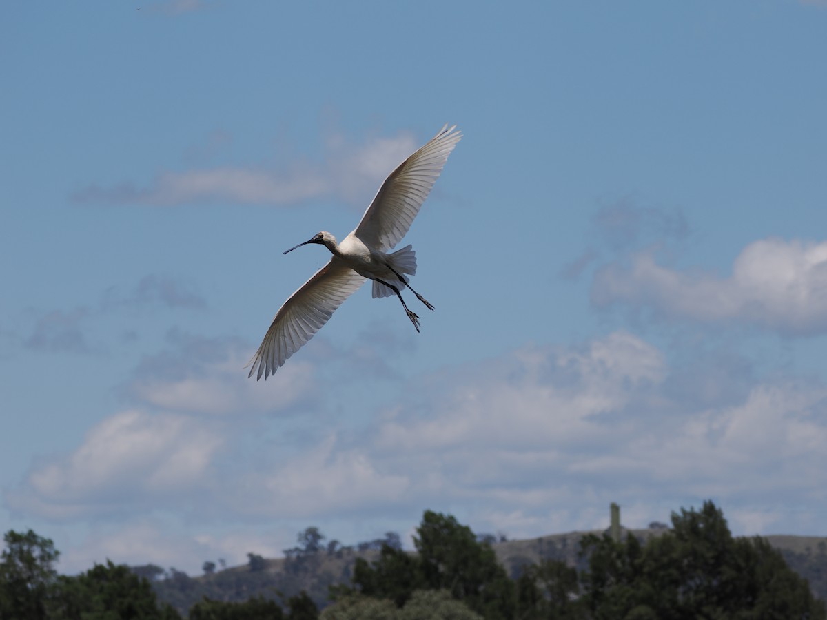 Spatule royale - ML628112884