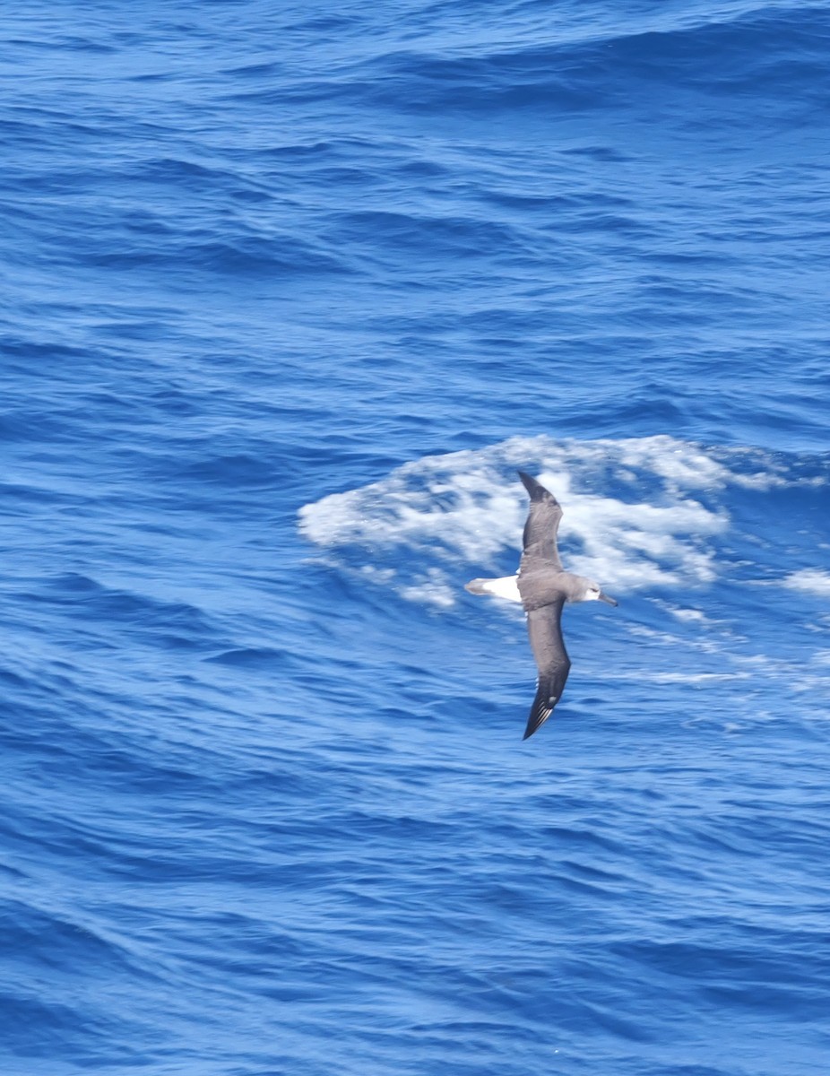 Gray-headed Albatross - ML628112928