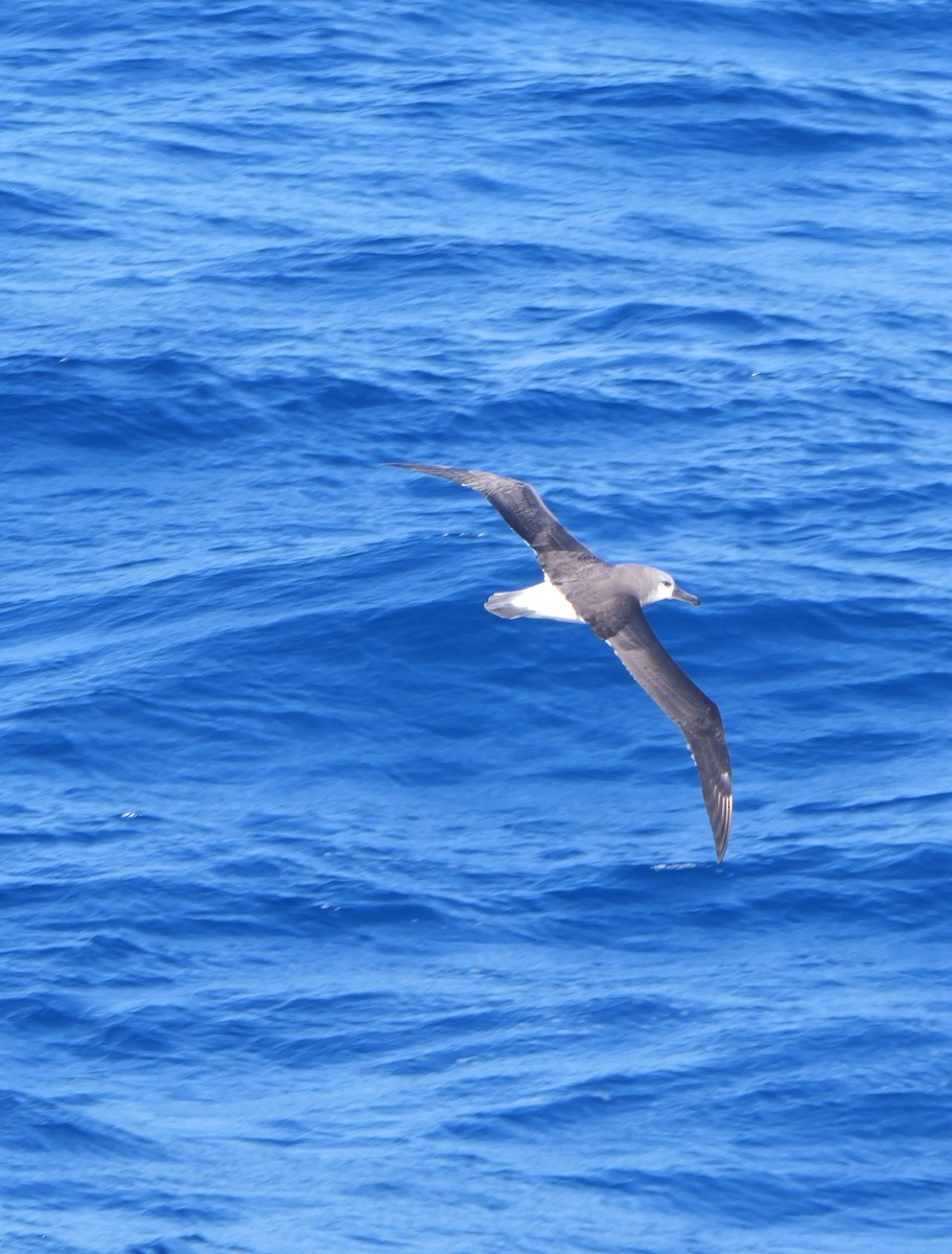 Gray-headed Albatross - ML628112929