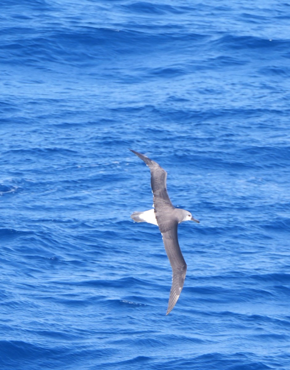 Gray-headed Albatross - ML628112930