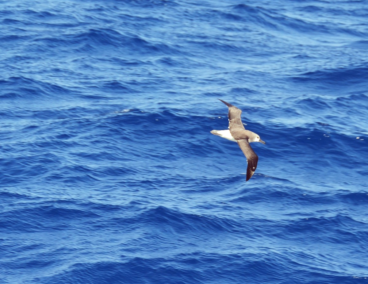 Gray-headed Albatross - ML628112931