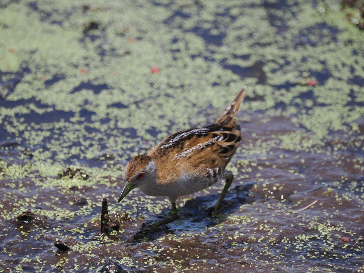 Marouette de Baillon - ML628112977